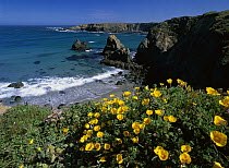 California Poppy (Eschscholzia californica) cluster growing on coastal cliff, Jughandle State Reserve, Mendocino County, California