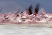 Lesser Flamingo (Phoenicopterus minor) group taking flight from lake, Kenya