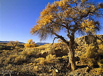 Cottonwood (Populus sp) trees in autumn, Teec Nos Pos, Arizona