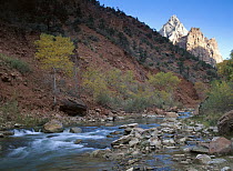 North Fork of the Virgin River flanked by Cottonwood (Populus sp) trees, Zion National Park, Utah