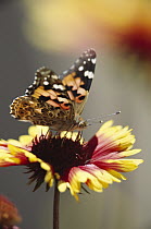 Painted Lady (Vanessa cardui) butterfly feeding on Common Gaillardia (Gaillardia aristata), New Mexico