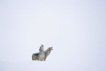 Timber Wolf (Canis lupus) pair howling in snow, North America