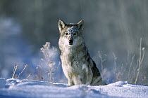 Timber Wolf (Canis lupus) portrait in snow, North America