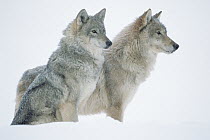 Timber Wolf (Canis lupus) portrait of pair sitting in snow, North America
