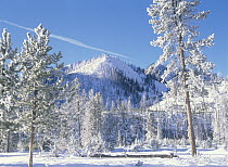 Pine (Pinus sp) trees covered with snow in winter, Yellowstone National Park, Wyoming