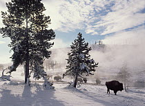 American Bison (Bison bison) in winter, Yellowstone National Park, Wyoming
