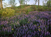 Lupine (Lupinus sp) in meadow at West Beach, Indiana Dunes National Lakeshore, Indiana