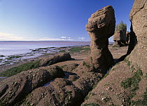 The flower pots, huge sandstone formations up to 50 feet high created by dramatic tides in the Bay of Fundy, Hopewell Rocks Provincial Park, New Brunswick, Canada