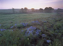 Misty morning over prairie, Tallgrass Prairie National Preserve, Kansas
