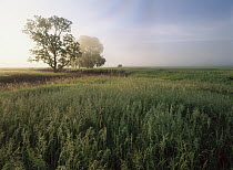 Oak (Quercus sp) trees shrouded in fog, tallgrass prairie in Flint Hills which has been taken over by invasive Great Brome Grass (Bromus diandrus), Kansas