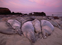 Northern Elephant Seal (Mirounga angustirostris) group resting on beach, Point Piedras Blancas, California