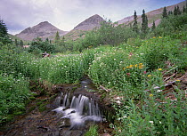Cascade and wildflowers at Yankee Boy Basin, Colorado