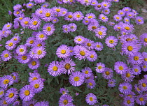 Smooth Aster (Aster laevis) plant in full summer bloom, Colorado