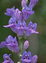 Narrowleaf Penstemon (Penstemon linarioides) flower blooming, North America