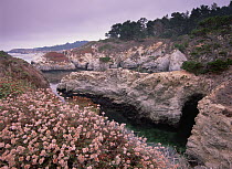 Rocky coastline of Point Lobos State Reserve, California