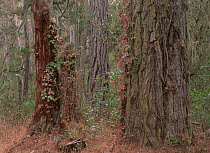 Poison Oak (Toxicodendron diversilobum) on Monterey Pine (Pinus radiata), Pt Lobos, California