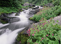 Paradise River surrounded by spring flowers, Mt Rainier National Park, Washington
