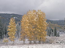 Quaking Aspen (Populus tremuloides) trees in snow, autumn, near Kebbler Pass, Colorado