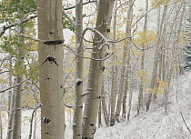 Quaking Aspen (Populus tremuloides) trees with snow, Gunnison National Forest, Colorado
