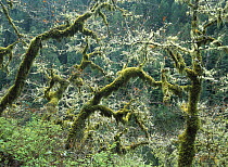Oak (Quercus sp) trees covered with moss at Eagle Creek, springtime, Columbia River Gorge, Oregon