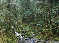 Cascade along Eagle Creek flowing through temperate old growth rainforest, Columbia River Gorge, Oregon