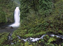 Multnomah Falls cascading through temperate rainforest, Columbia River Gorge near Portland, Oregon