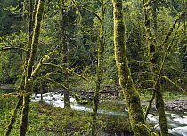 Forest along Eagle Creek, springtime, Columbia River Gorge, Oregon
