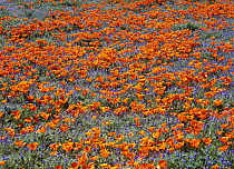 California Poppy (Eschscholzia californica) flowers and Dwarf Lupines (Lupinus caespitosus), Portal Ridge, California