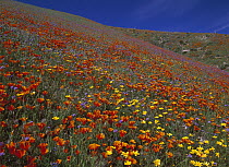 California Poppy (Eschscholzia californica), Eriophyllum (Eriophyllum sp) and Desert Hyacinth flowers, Portal Ridge, California