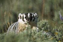 American Badger (Taxidea taxus), North America