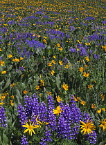 Meadow of Lupines and Mule's Ear Sunflowers, Crested Butte, Colorado