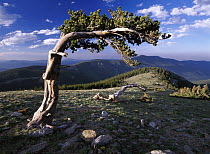 Bristlecone pine, Mt Evans, Colorado