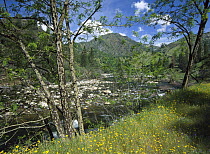 Yellow Daisies along the Merced River, Yosemite National Park, California