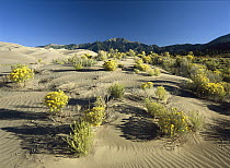 Flowering shrubs on the dune fields in front of the Sangre de Cristo Mountains, Great Sand Dunes National Monument, Colorado