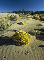 Coyote tracks flowering shrubs on the dune fields in front of the Sangre de Cristo Mountains, Great Sand Dunes National Monument, Colorado