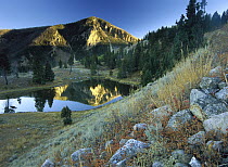 Bunsen Peak, an ancient volcano cone, reflected in lake, near Mammoth, Yellowstone National Park, Wyoming