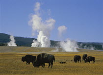 American Bison (Bison bison) herd grazing near Fountain Paint Pots, Yellowstone National Park, Wyoming