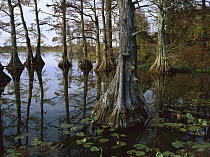Bald Cypress (Taxodium distichum) at upper Blue Basin, this is a major migratory bird stopover for the Mississippi Flyway, Reelfoot National Wildlife Refuge, Tennessee