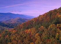 Fall colored forest, Appalachian Mountains, Great Smoky Mountains National Park, North Carolina