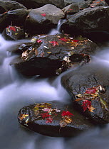 Little Pigeon River, cascading among rocks and colorful fall Maple leaves, Great Smoky Mountains National Park, Tennessee