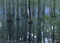 Bald Cypress (Taxodium distichum) swamp, Calcasieu River backwater, Lake Charles, Louisiana