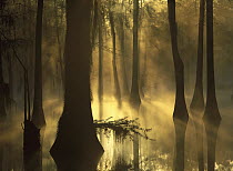 Bald Cypress (Taxodium distichum) grove in freshwater swamp at dawn, Lake Fausse Pointe, Louisiana