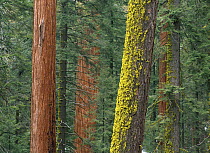 Giant Sequoia (Sequoiadendron giganteum) trees, some with mossy trunks, in Grant Grove, Sequoia National Park, California