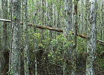 Bald Cypress (Taxodium distichum) grove in Corkscrew Swamp Sanctuary, Florida