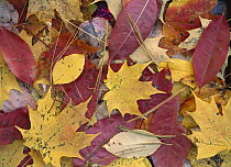 Fall-colored Maple, Sourwood and Cherry leaves on ground, Great Smoky Mountains National Park, Tennessee