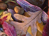 Fall-colored Oak, Cherry and Sumac leaves on ground with Acorns, Petit Jean State Park, Arkansas