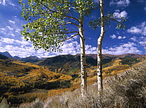 Quaking Aspen (Populus tremuloides) trees in fall-colors on Elk Mountains, Capitol Creek trailhead, Colorado