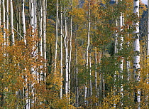 Quaking Aspen (Populus tremuloides) trees in fall colors, Lost Lake, Gunnison National Forest, Colorado