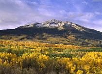 East Beckwith Mountain and trees in fall color, Gunnison National Forest, Colorado