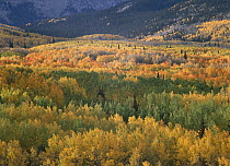 Quaking Aspen (Populus tremuloides) trees in fall colors, Gunnison National Forest, Colorado